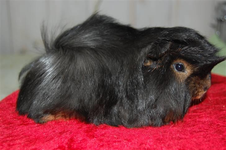 Marsvin Melody billede 7