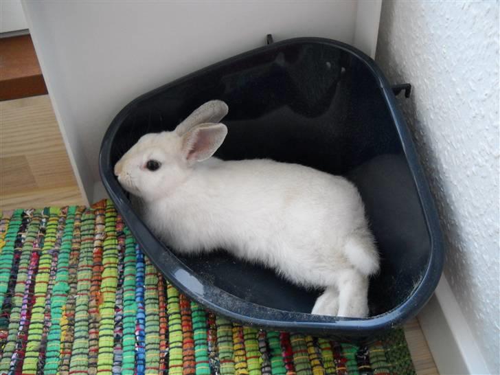 Kanin Rusty - jaja, hvis ikke man vil bruge det som toilet, kan man lige så godt bruge det som seng ;b billede 1