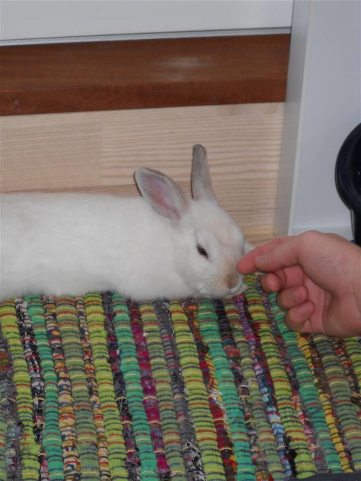 Kanin Rusty billede 2