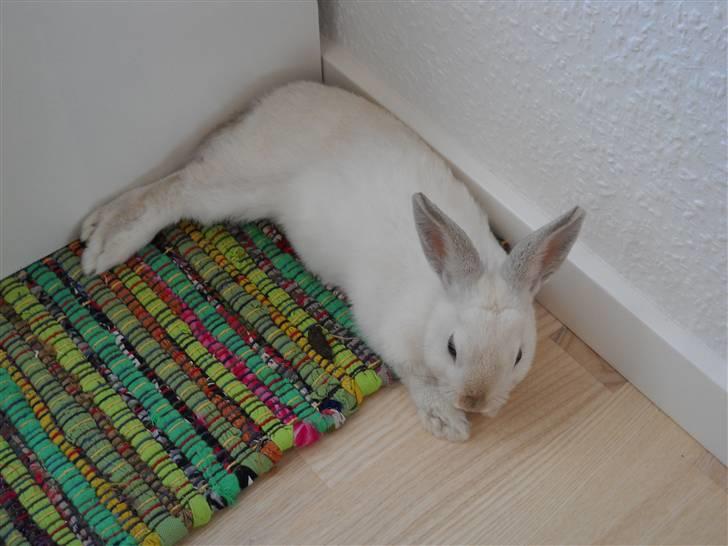Kanin Rusty billede 3