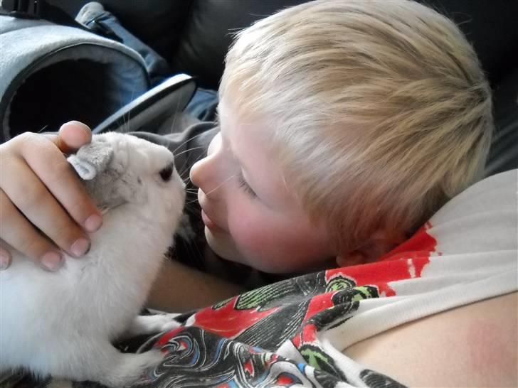 Kanin Rusty - det er dejligt når der er besøg og man kan blive nusset lidt ekstra meget ;) billede 4