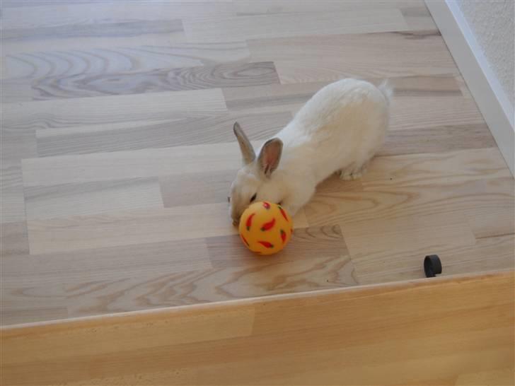 Kanin Rusty - her leger Rusty med sin godbidde-bold, han er faktisk rigtig god til det!  billede 5