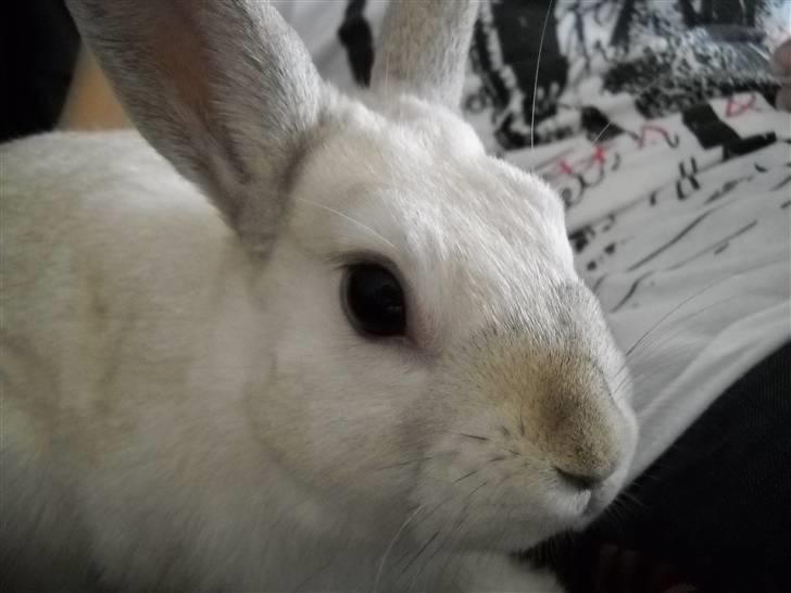 Kanin Rusty billede 6