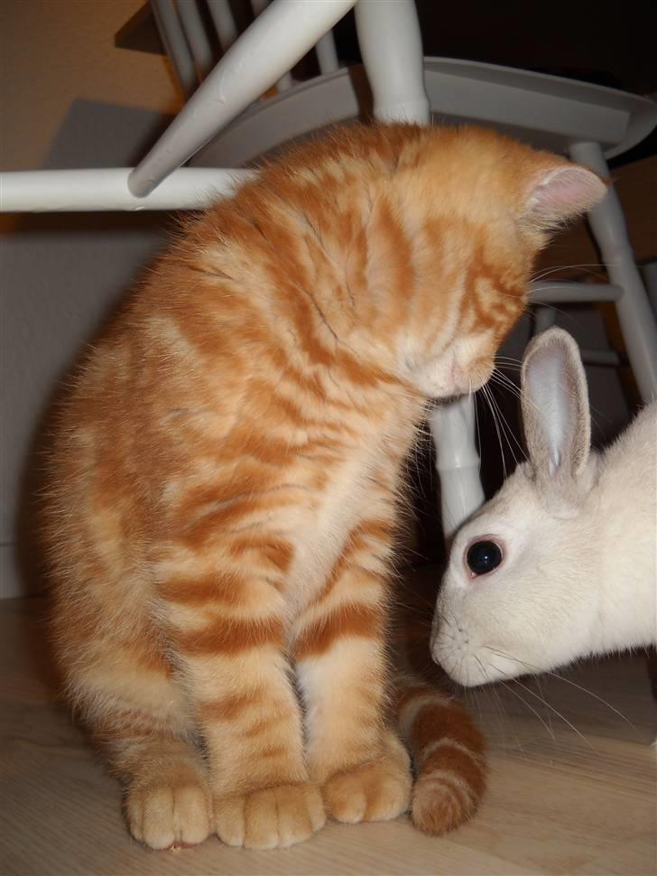 Kanin Rusty - så skulle lille Felix og Rusty møde hinanden, hvilket gik over al forventning. Felix meget nysgerrig og Rusty helt stille og rolig og en smule nysgerrig også. De hygger sig nu sammen og Rusty slikker Felix på næsen en gang imellem.  billede 7