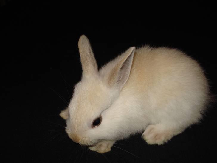 Kanin Rusty - Lille Rusty inden han var gammel nok til at blive hentet :´) billede 8