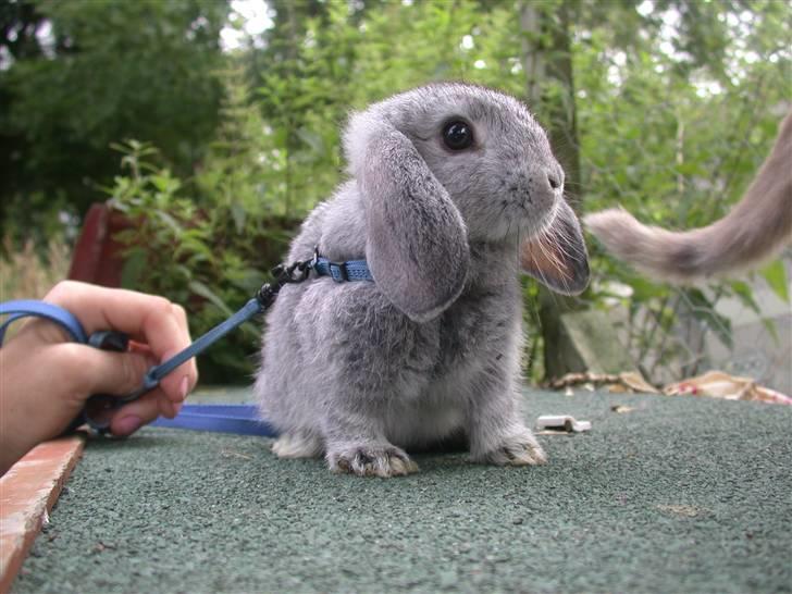 Kanin DV- Ninka. billede 9