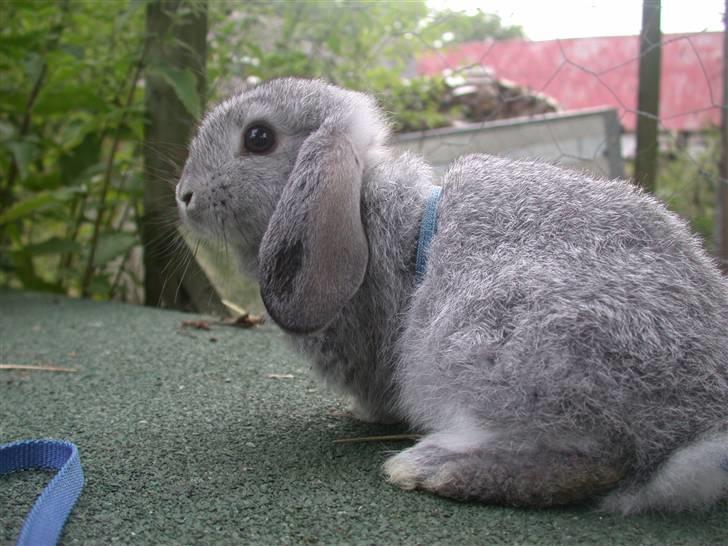 Kanin DV- Ninka. billede 10