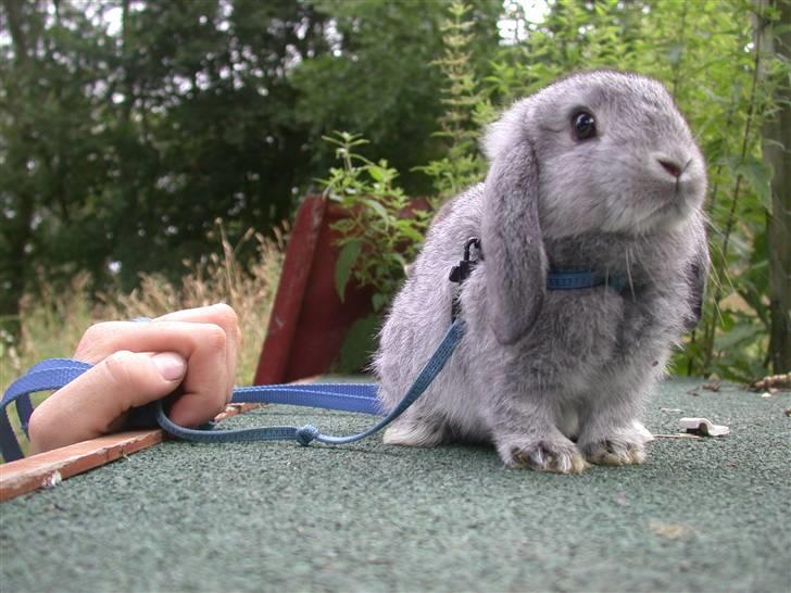 Kanin DV- Ninka. billede 11