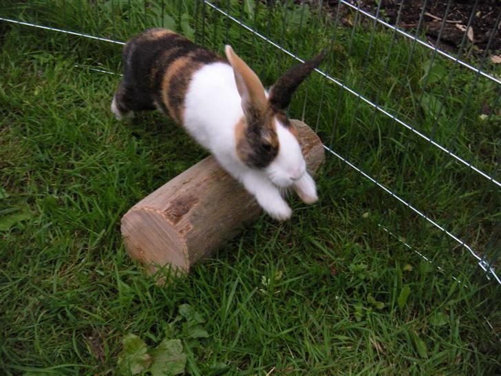 Kanin Mimrelunds Flemming billede 1