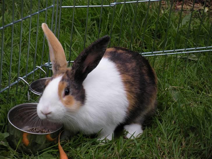 Kanin Mimrelunds Flemming billede 2