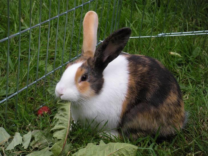 Kanin Mimrelunds Flemming billede 3