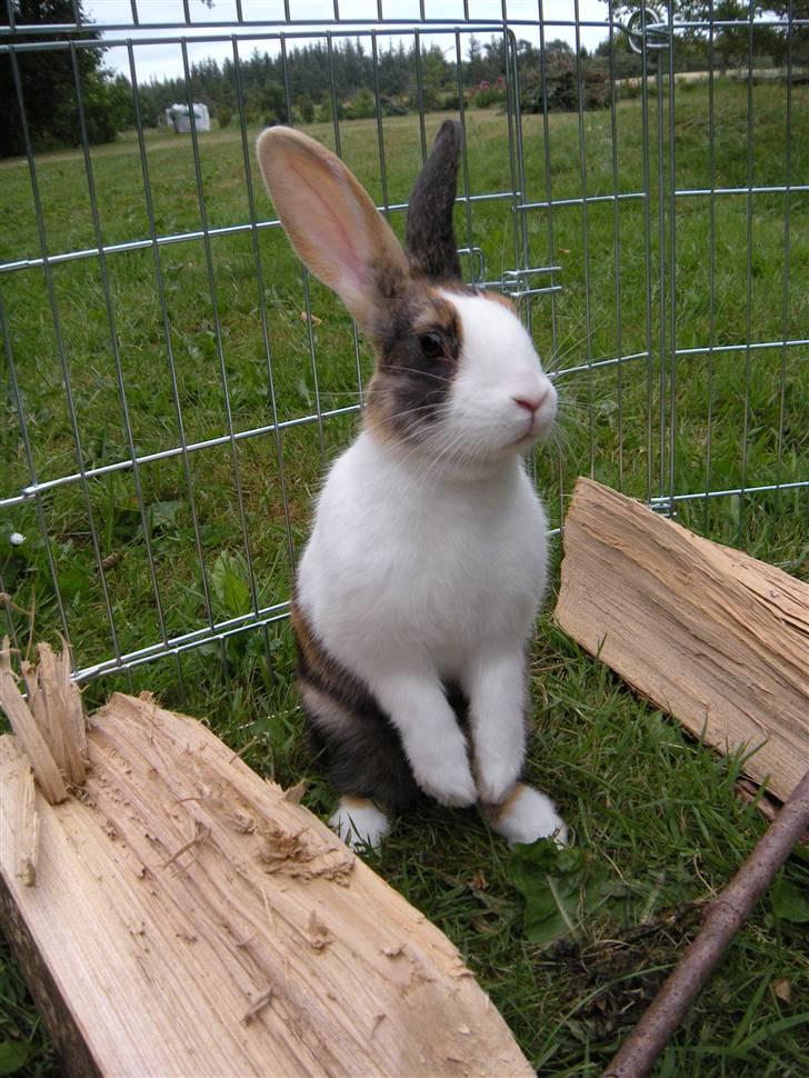 Kanin Mimrelunds Flemming billede 4