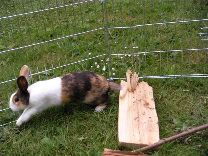 Kanin Mimrelunds Flemming billede 5