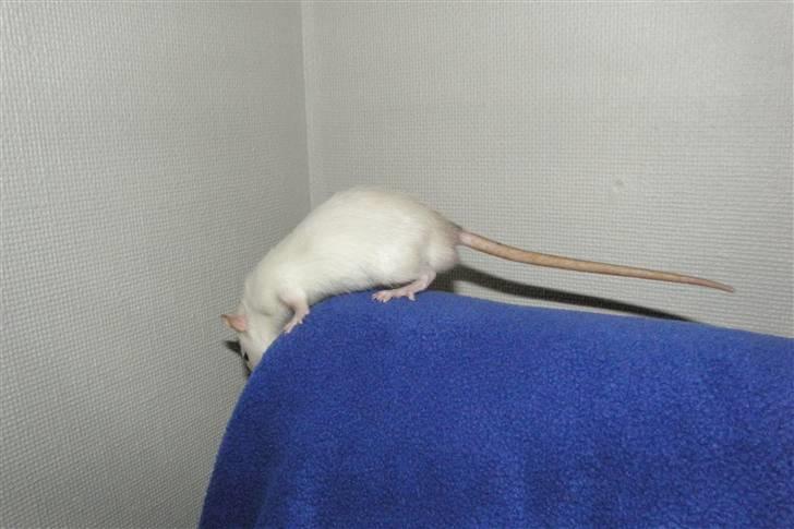 Tamrotte †Røntved's Zeus† billede 12