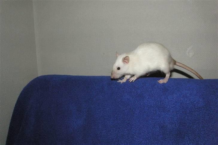 Tamrotte †Røntved's Zeus† billede 13