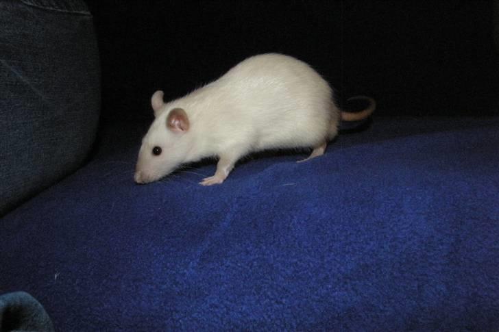 Tamrotte †Røntved's Zeus† billede 14