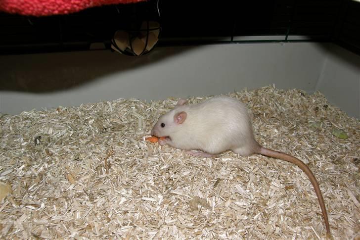 Tamrotte †Røntved's Zeus† billede 15