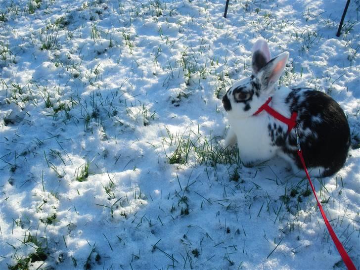 Kanin Soleima Solgt :'( billede 10