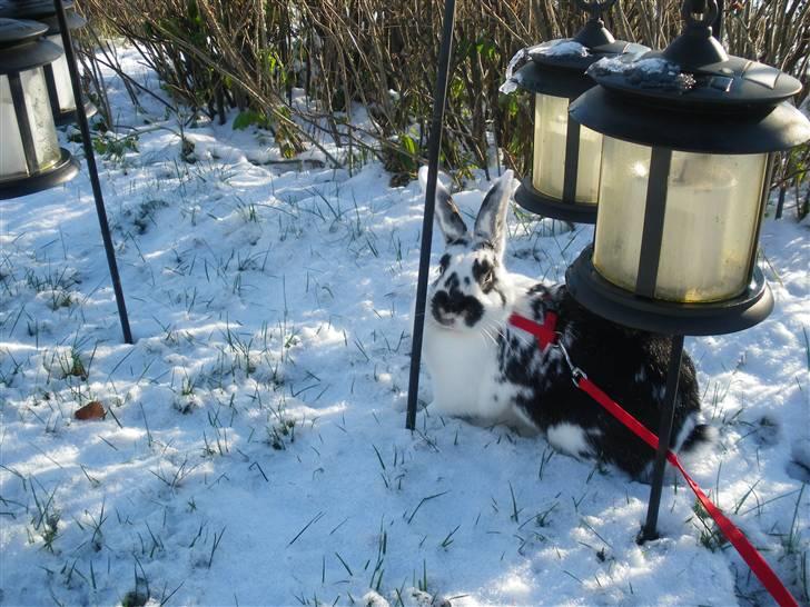 Kanin Soleima Solgt :'( billede 11