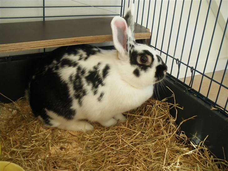 Kanin Soleima Solgt :'( - Store Soleima<3 hun er blevet rigtig stor og meget meget roligere <3 billede 12