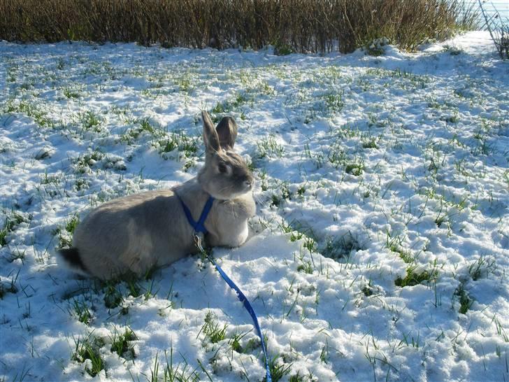 Kanin Sniffe billede 16