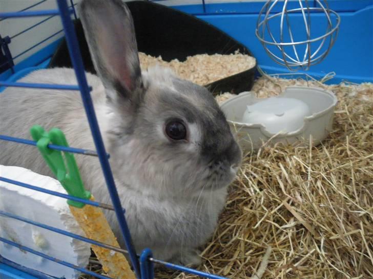 Kanin Sniffe billede 17