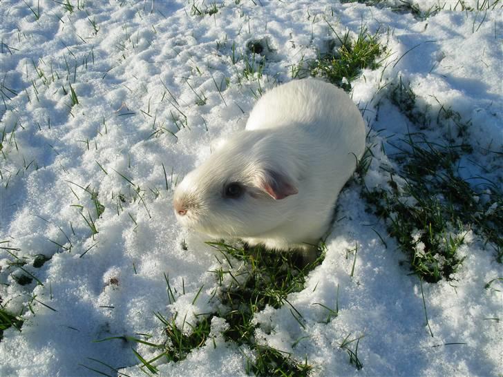 Marsvin Speed SAVNET :( billede 15