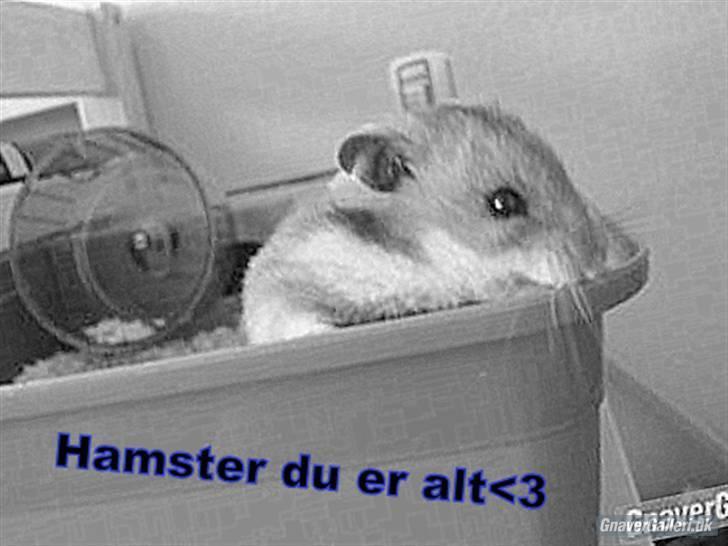 Hamster hamster billede 15