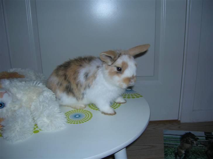 Kanin Bobby billede 2