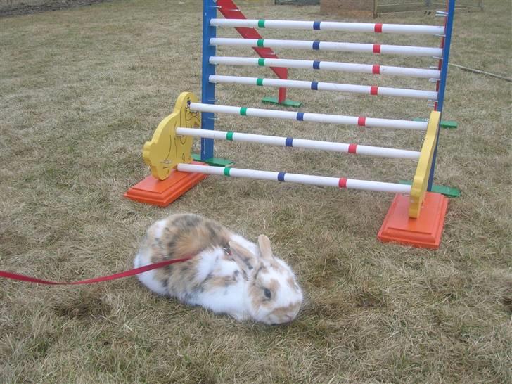 Kanin Bobby - *NYT* Så høj hoppede han d. 15/3-11, 35 cm. :-D billede 3