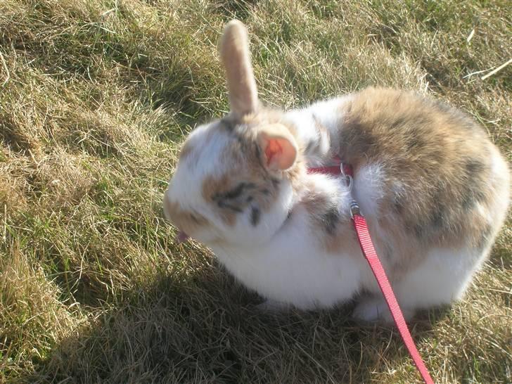 Kanin Bobby billede 4