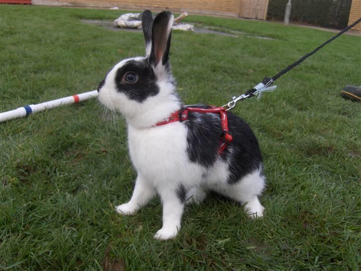 Kanin Zapthira - Velkommen til Zapthira´s profil :p Kom gerne med en kommentar og bedømmelse ^^, billede 1