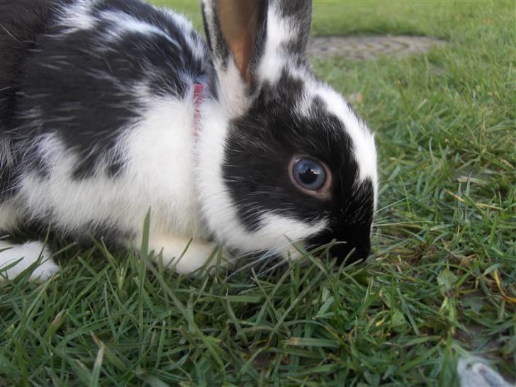 Kanin Zapthira - *2 billede 2