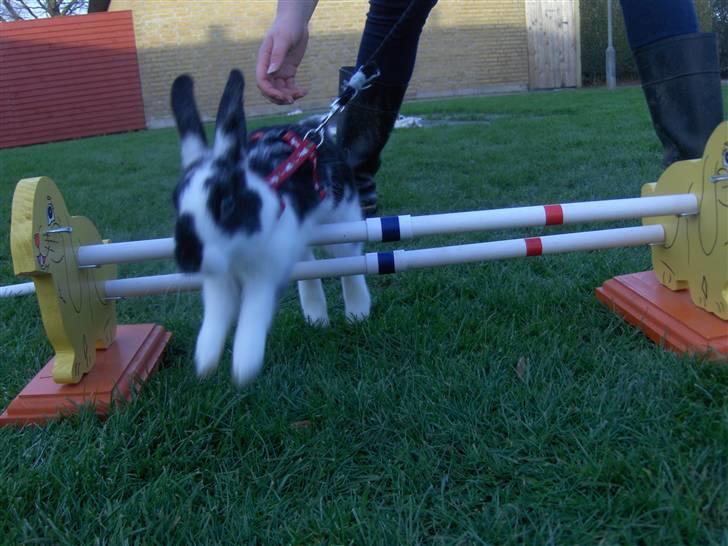 Kanin Zapthira - *3 billede 3