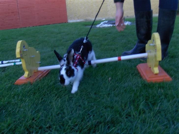 Kanin Zapthira - *4 billede 4