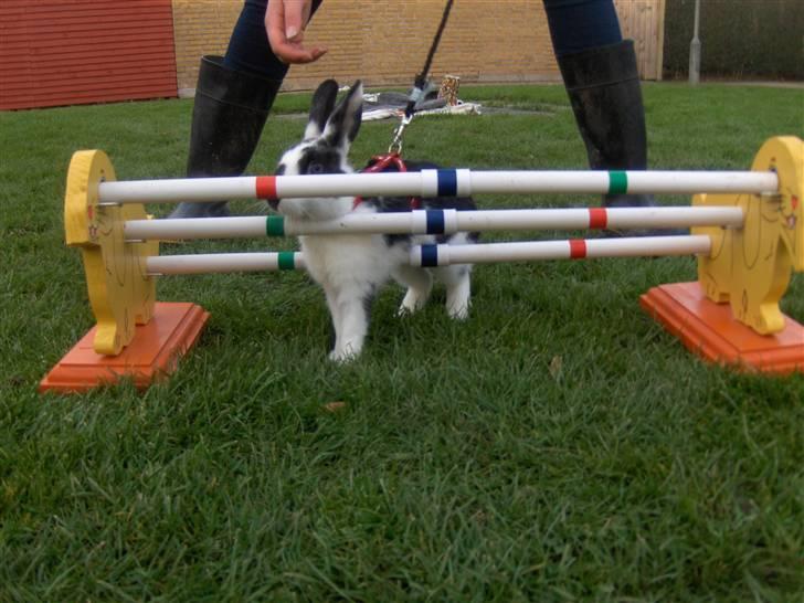 Kanin Zapthira - *5 billede 5