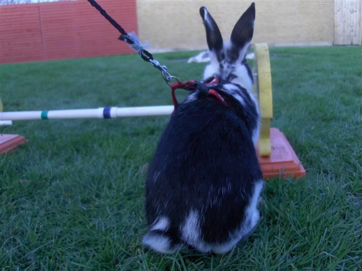 Kanin Zapthira - *6 billede 6