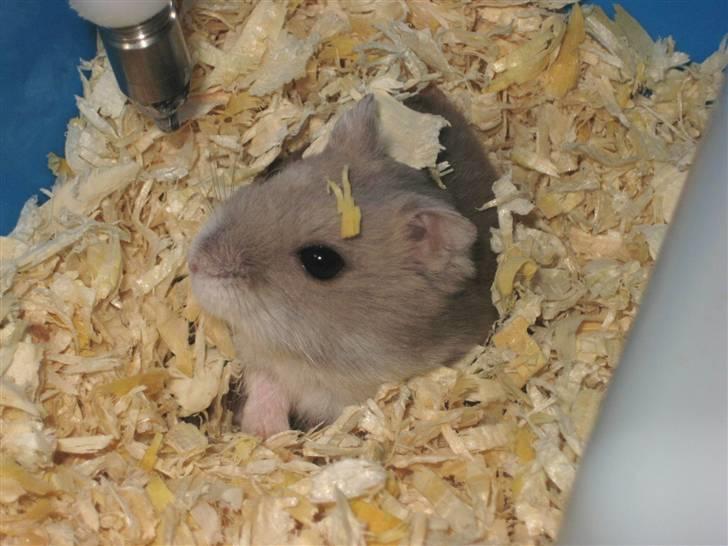 Hamster Mulle *Rip*  billede 1