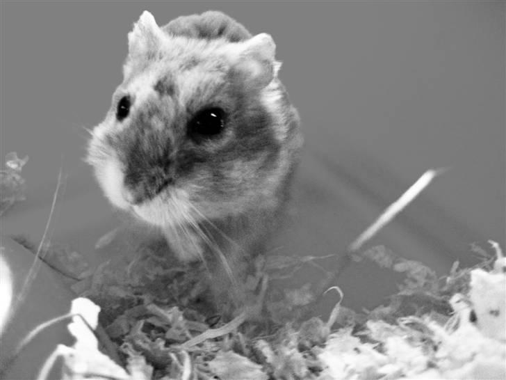 Hamster Mulle *Rip*  billede 2