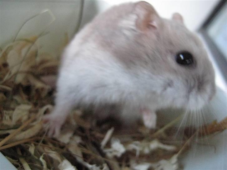 Hamster Mulle *Rip*  billede 3