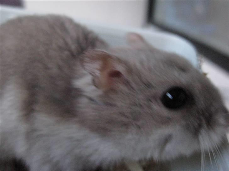 Hamster Mulle *Rip*  billede 4
