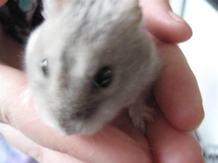 Hamster Mulle *Rip*  billede 5