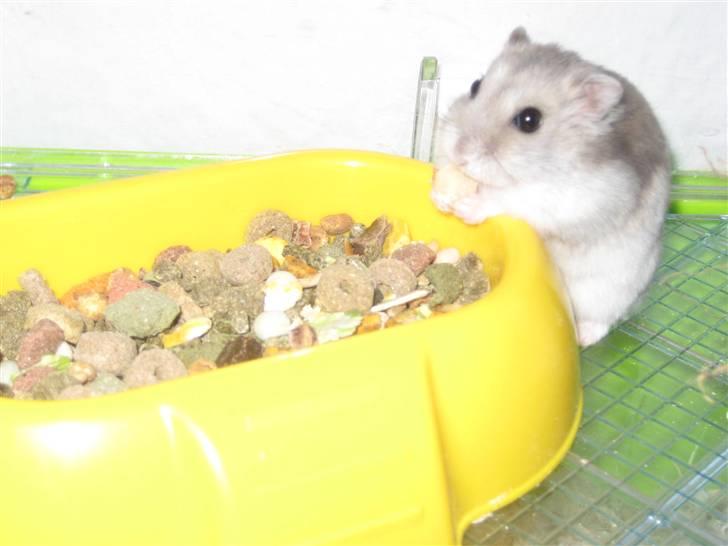 Dværghamster Kærlig *Rip* billede 1