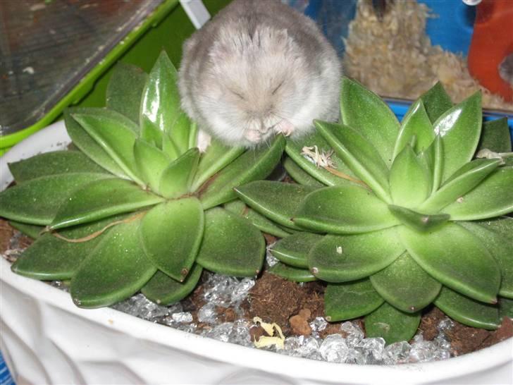 Dværghamster Kærlig *Rip* billede 2