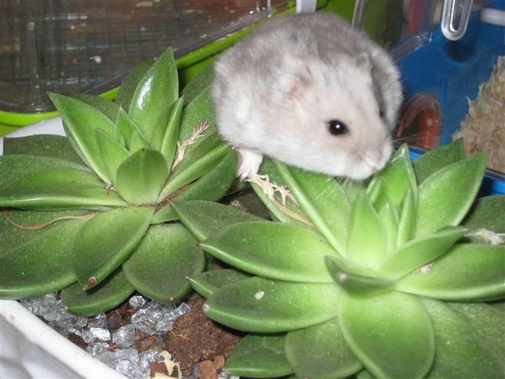 Dværghamster Kærlig *Rip* billede 3