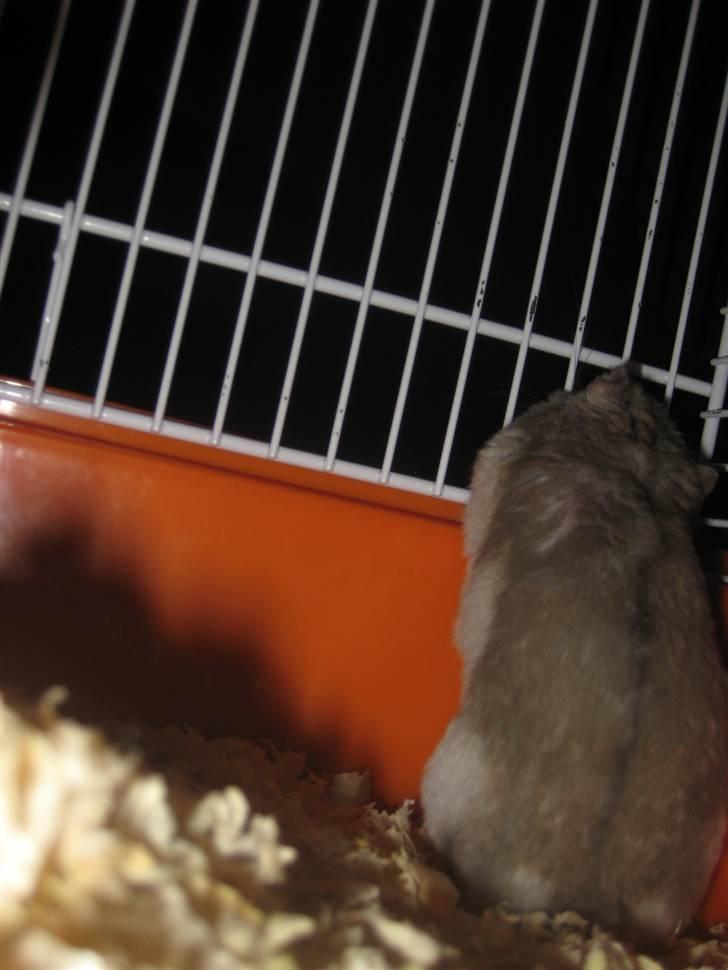 Dværghamster Kærlig *Rip* billede 4