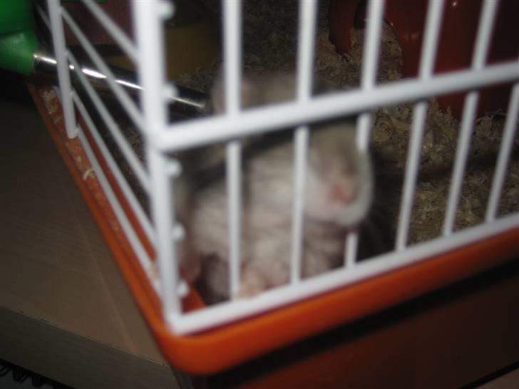 Dværghamster Kærlig *Rip* billede 5