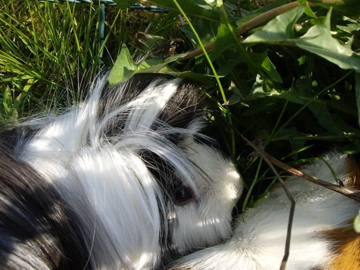 Marsvin Susuki  - ude og nyde solen billede 1