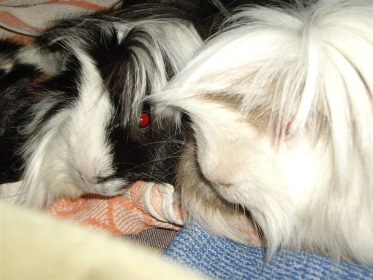 Marsvin Susuki  - her sammen med Yuri. Susu er den bagerste billede 2