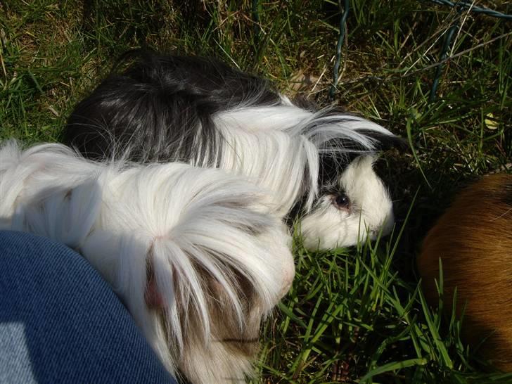 Marsvin Susuki  - Mhh, det kan godt være at det er lidt skræmmende at være ude, men græsset er det hele værd billede 3